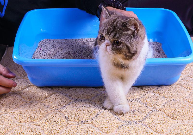 猫咪吃猫毛对它的身体有危害吗,小猫吃猫砂对猫咪有什么危害