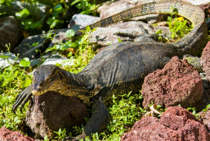 五爪金龙巨蜥现身云南,国宝级圆鼻巨蜥现身云南龙陵