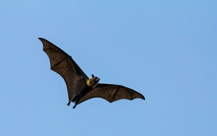 蝙蝠吃什么东西小视频,蝙蝠主要吃什么