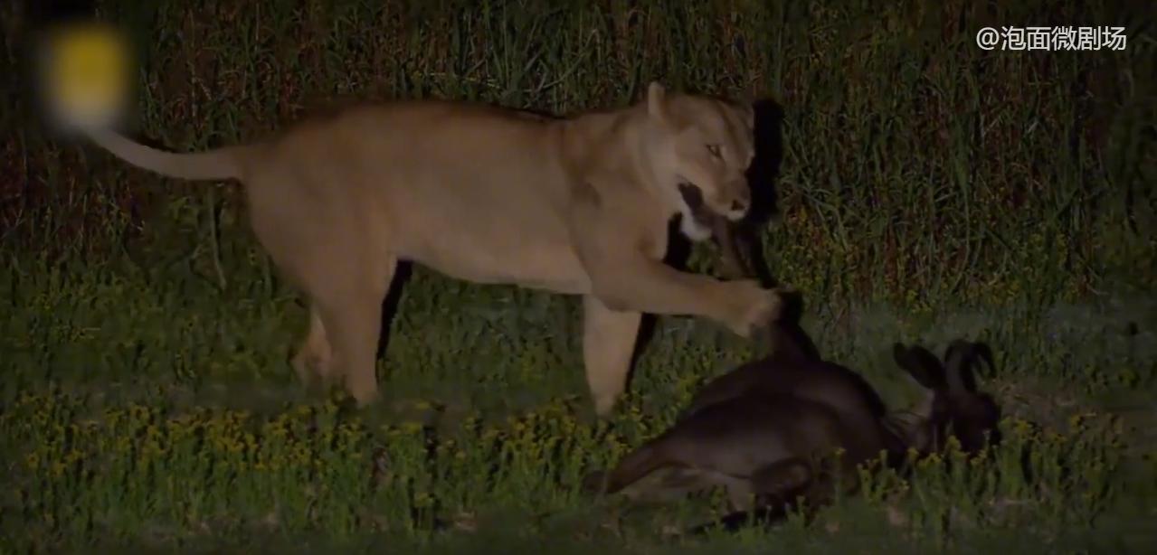 非洲传奇母狮：单挑12只鬣狗不落下风，连雄狮也要臣服于她脚下