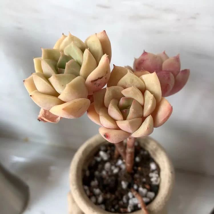 新手小白入坑多肉必看攻略,多肉新手入坑必备指南