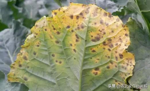 西兰花病害图谱和防治,西兰花的病害与治疗