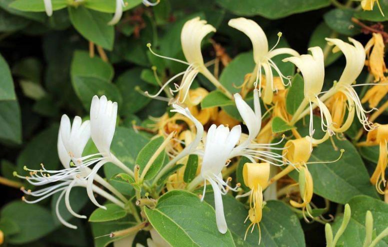 每日中草药,中药金银花主治功效