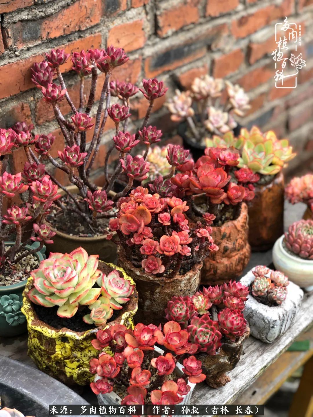 与多肉一起成长,与多肉相伴