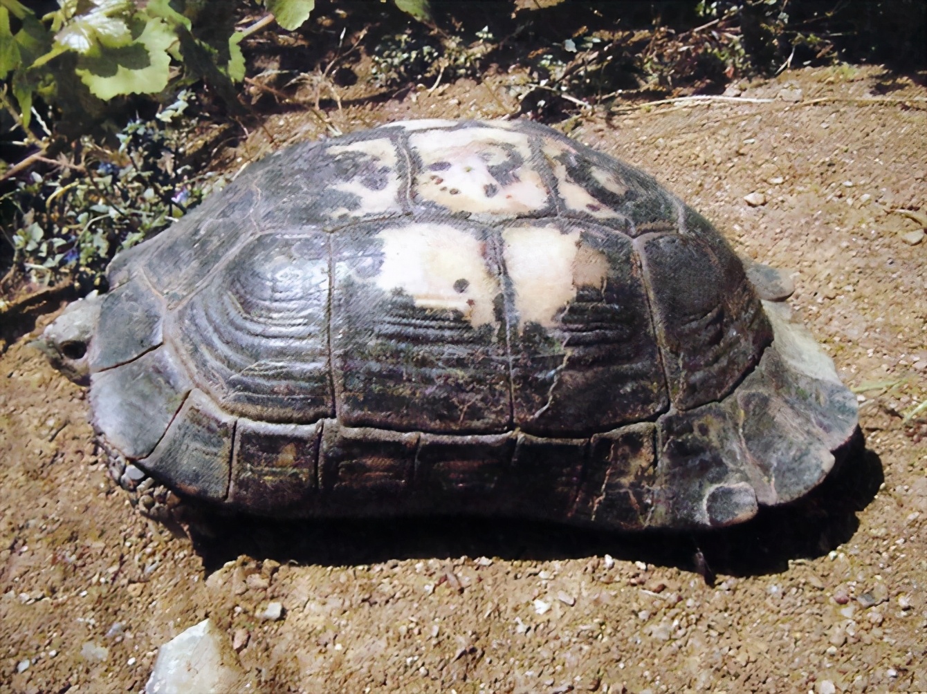 龟类纪录片,龟类图片