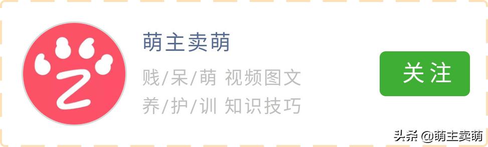 狗狗没食欲呕吐没精神怎么办,狗狗没食欲精神不好又呕吐怎么办