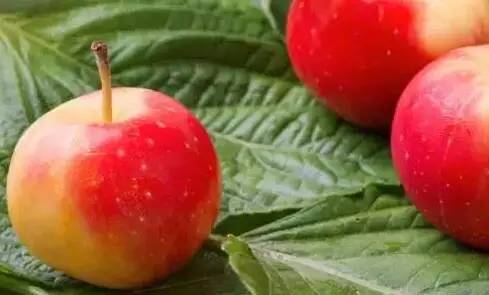 鍘熸潵鏂扮枂鐨勬按鏋滃姝ょ敎,鍘熸潵涓滃寳鐨勫湡鐗逛骇