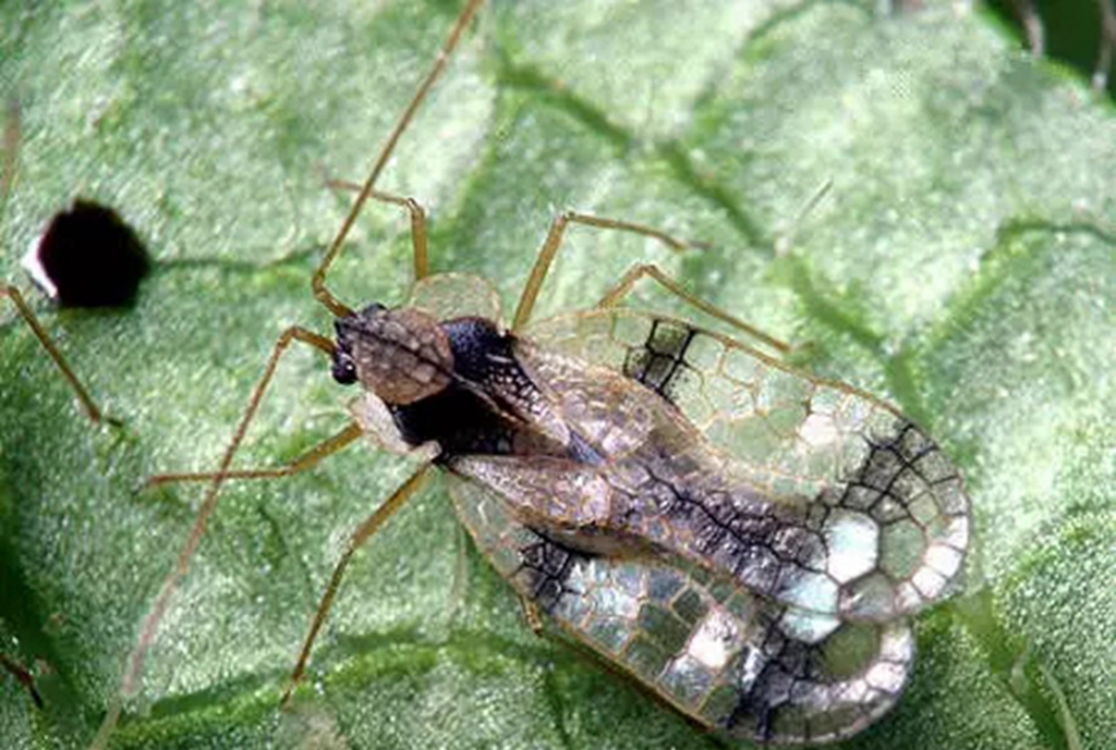 我的杜鹃花叶子发黑掉落咋办,我的杜鹃花嫩枝干枯怎样救治