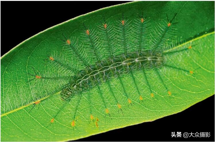 美丽之上,自然生态摄影介绍