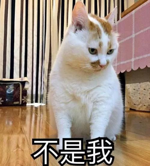 疫情期间，我家猫却发情了，我该怎么办？