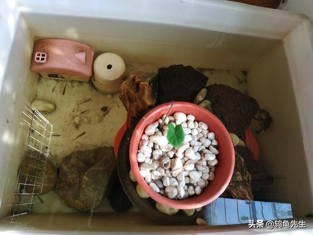 鸫龟先生新手养草龟注意什么,草龟幼龟饲养时应该注意什么