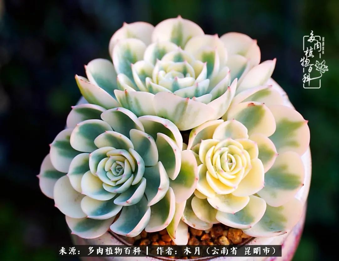浅冬多肉，终有美好在等候