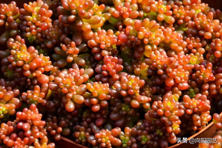 养多肉养了好多花盆不够,养多肉靠这3个要素疯长爆盆