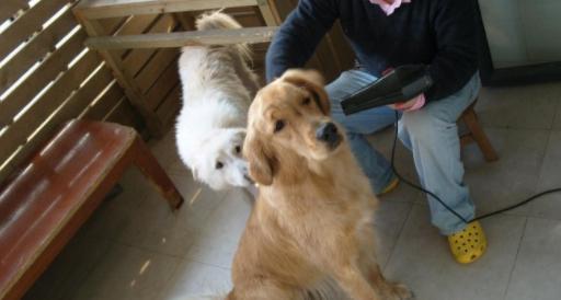 狗狗不爱干净经常洗澡怎么办,狗狗不爱洗澡怎么办