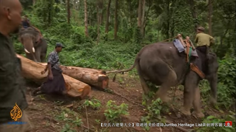 第1844回:皆伐破坏栖息生态,间伐劳工大象伐木