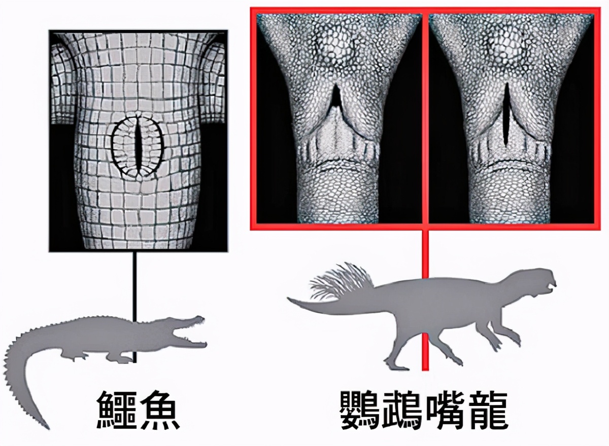 努力交配48年还没娃的鳄鱼夫妇,原因是丁丁太小了