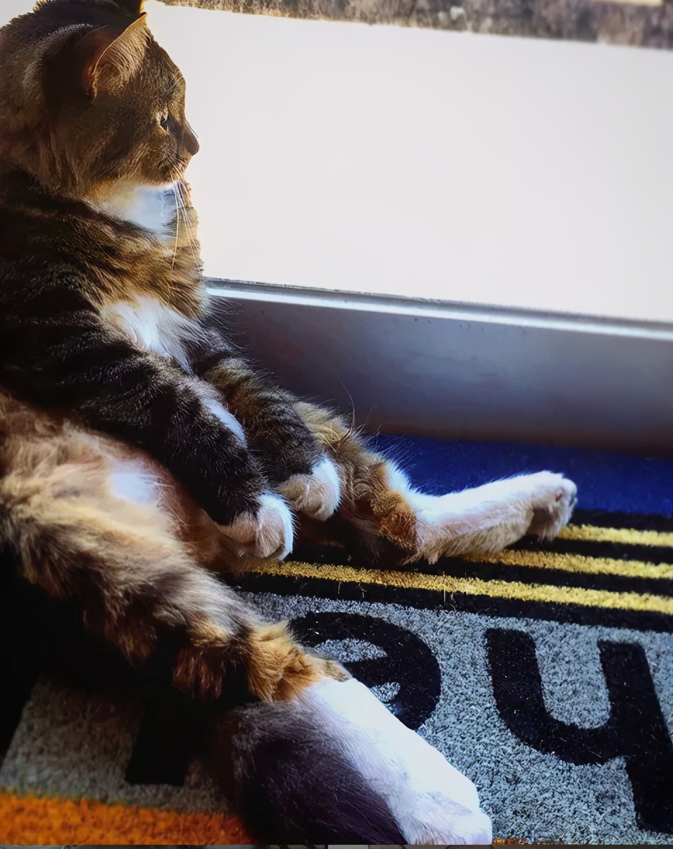 招财猫美国,招财猫可以招财