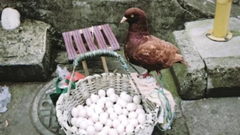 雨后苏州视频,雨后苏州的图片