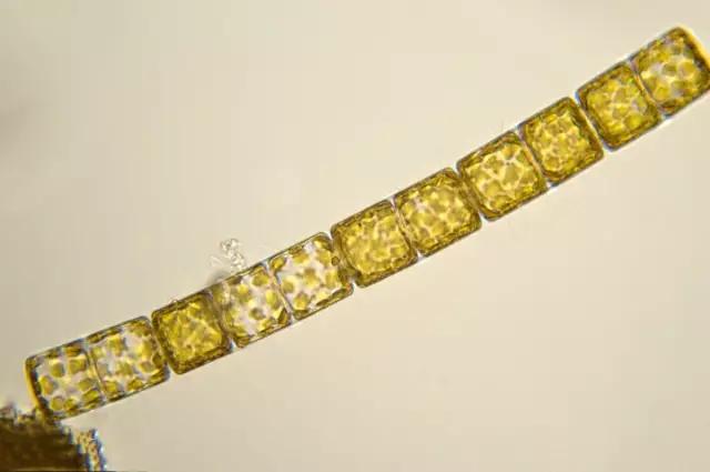 水产养殖业藻类的生命周期,水产养殖常见藻类植物