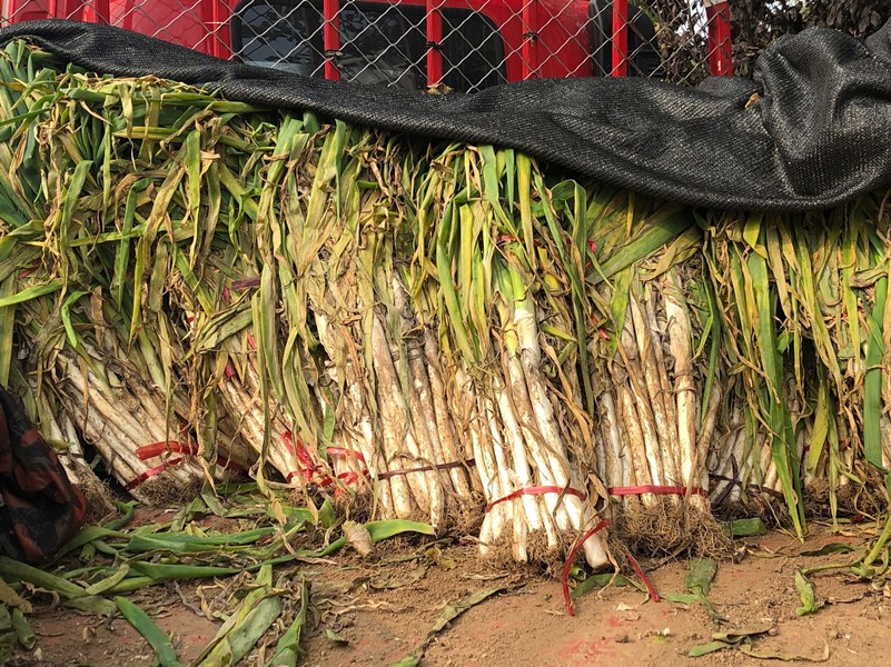 冬天大葱保存方法家常做法,冬天楼房保存大葱的好方法是什么