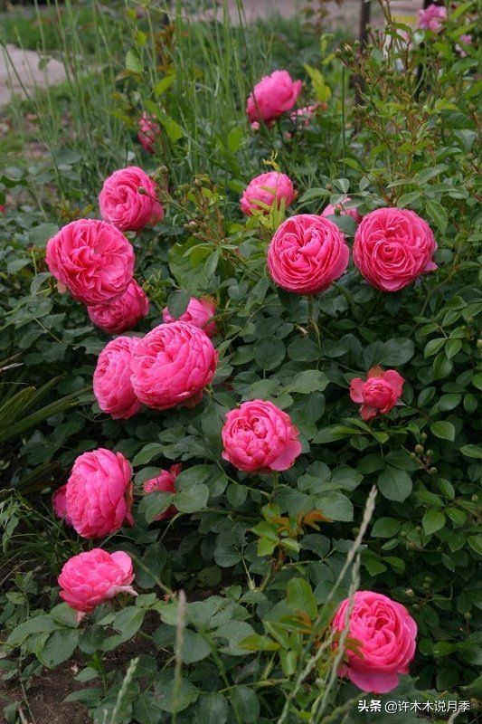 月季为什么不开花和品种有关系吗,买回来的月季不长花骨朵怎么办