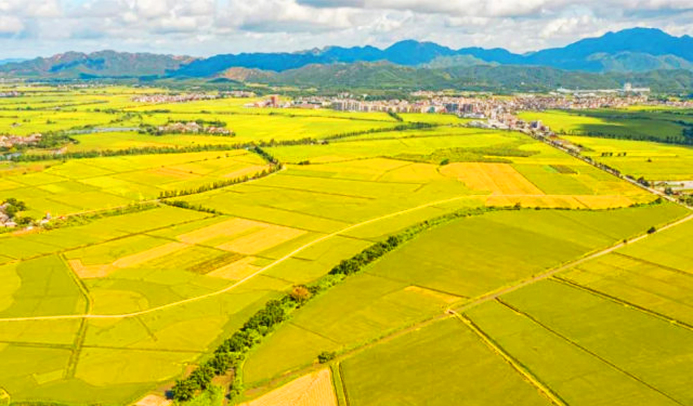 广东省七普,广东台山市各镇排名