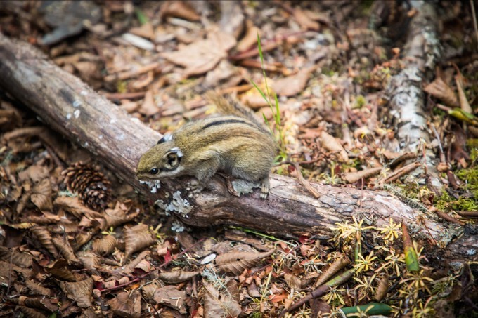 消失的地平线上的“香巴拉”和“女儿国”（二）