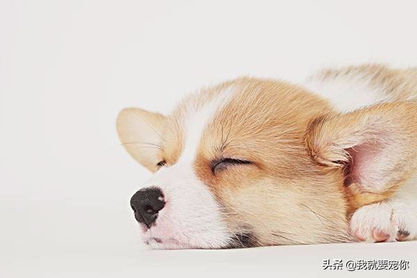 如何判断一只柯基幼犬是否健康,柯基养殖的现状及前景