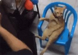 猫圈一定是魔咒吗,猫圈玄学黑猫