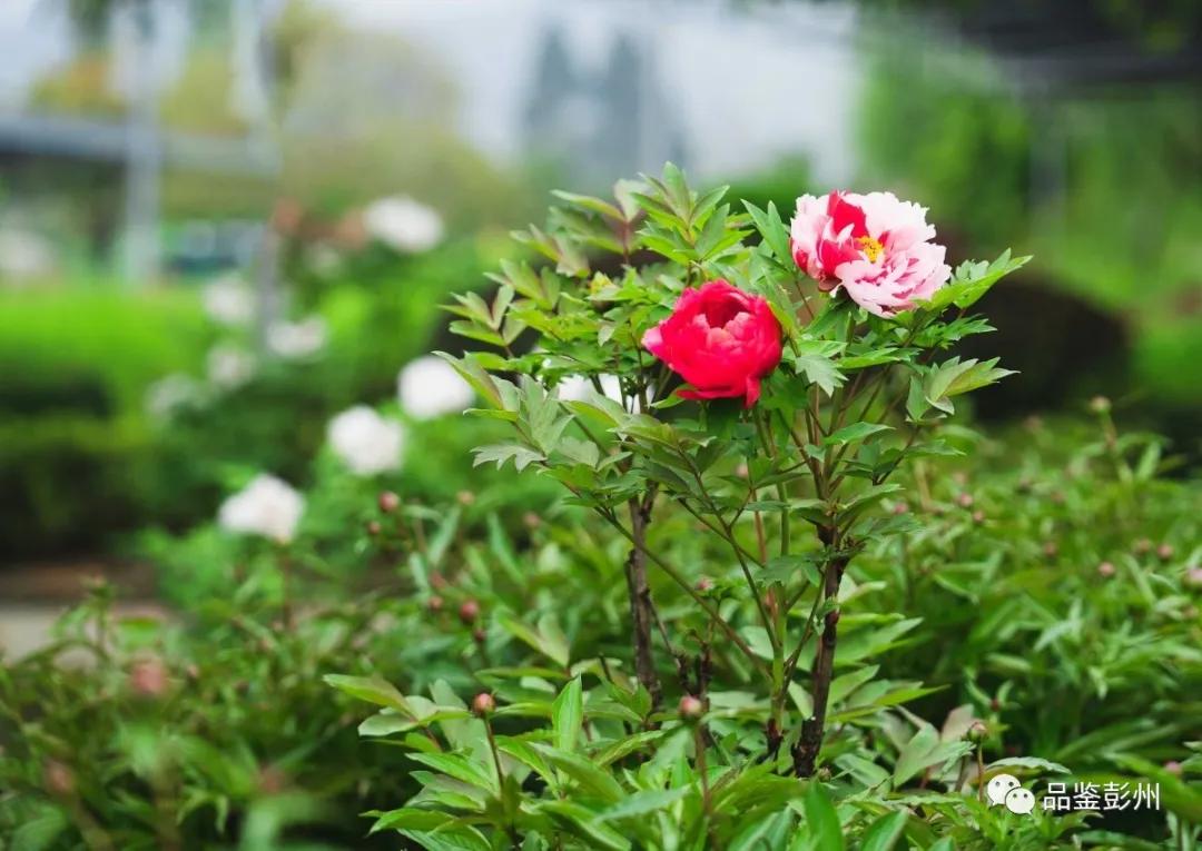 牡丹花开惹人醉鸟语花香,牡丹花开国色天香惹人醉