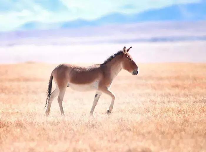 西藏阿里第一圣湖,阿里三大圣湖