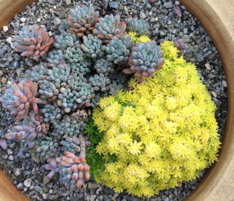 多肉出侧芽，不想要？用这3招“修理”！