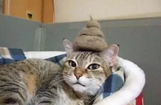 铲屎的时候怎么看猫咪是否软便,铲屎官必看完整视频