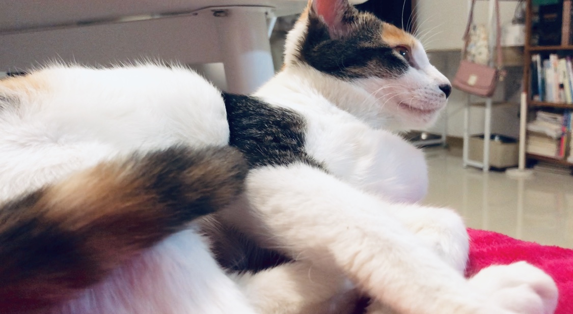 猫咪得了猫癣怎么治最有效,猫咪得了猫癣怎么治疗好得快一些