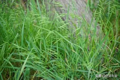 恶性杂草茅草专用除草剂,除草剂除顽固性杂草