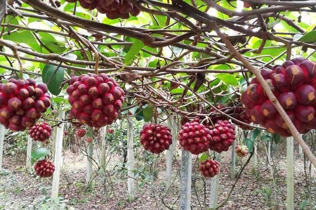 黑老虎果实种植技术,黑老虎水果种植