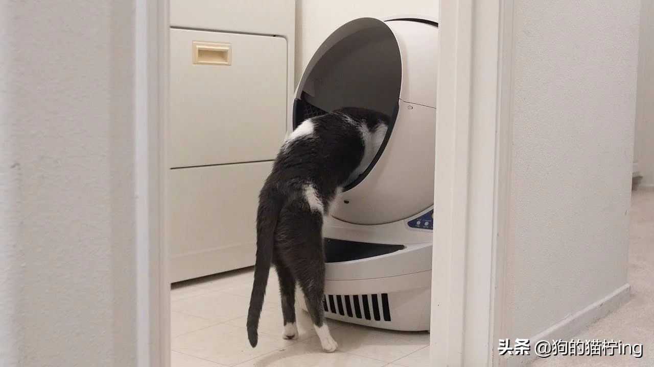 猫猫拉完便便脚很臭,猫猫拉粑粑巨臭怎么办