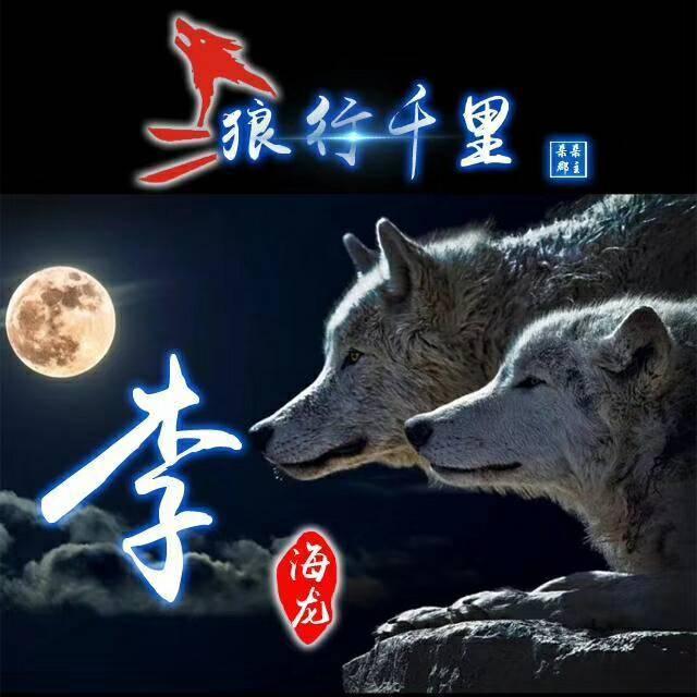 狼励志微信头像,狼的微信头像励志