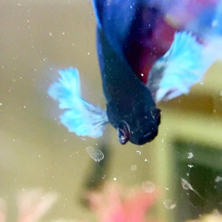 外国女子救下崩溃男子,外国女生救斗鱼