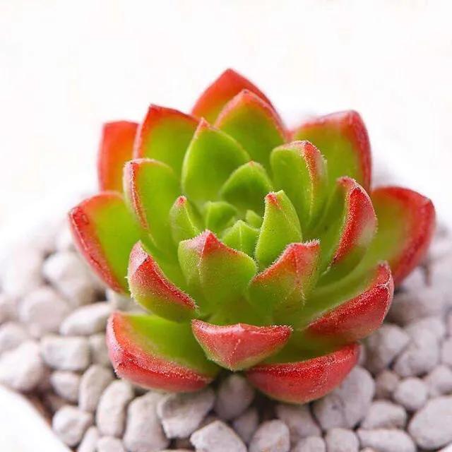 蒂亚多肉适不适合阳台,花卉市场的月季怎么样