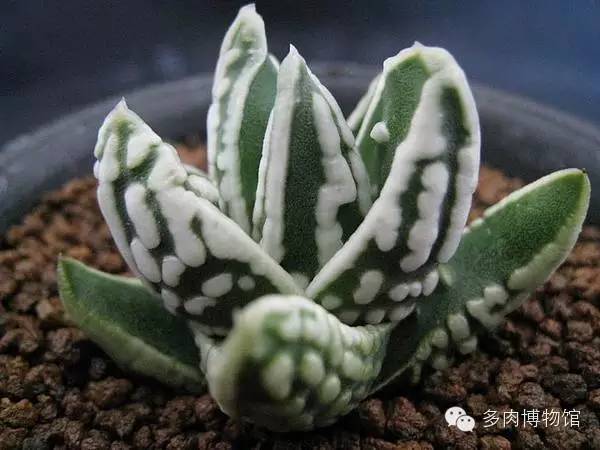 天使之泪多肉老桩,天使之泪多肉状态图