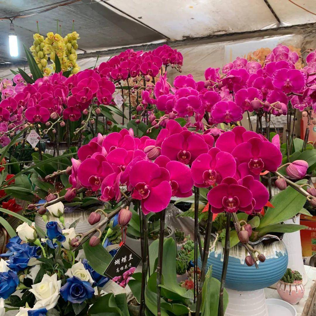 南京十大花鸟批发市场,南京最全的花卉市场