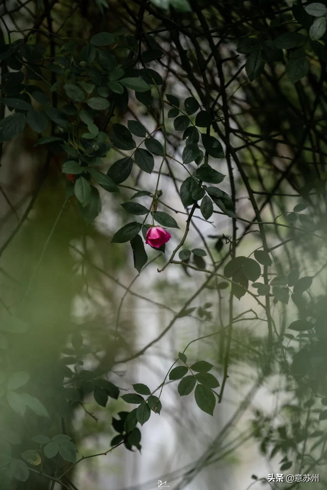 姑苏记艺圃蔷薇,苏州蔷薇艺圃