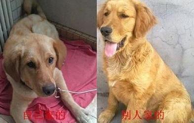 真假金毛的辨别方法,怎么快速的分清真假金毛