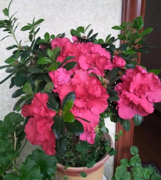 盆栽杜鹃花该怎么养好,盆栽杜鹃花怎么养最好看