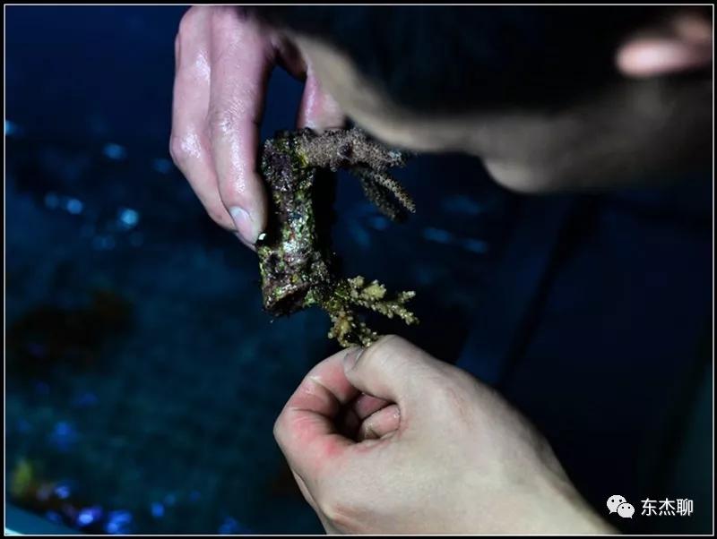 珊瑚鱼缸扁虫怎么处理,珊瑚扁虫怎么繁殖