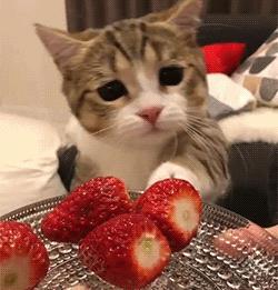 猫为啥爱吃植物,猫爱吃鸡肉还是虾肉