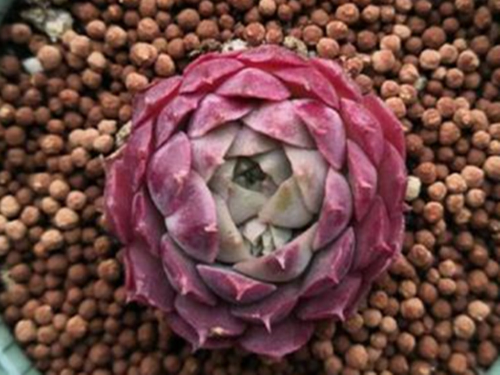 多肉想要变色怎么养,多肉早晚温差多大最容易上色