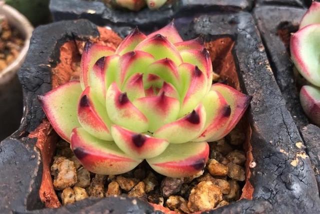 好看又难养的多肉,漂亮的多肉都难养是个误区