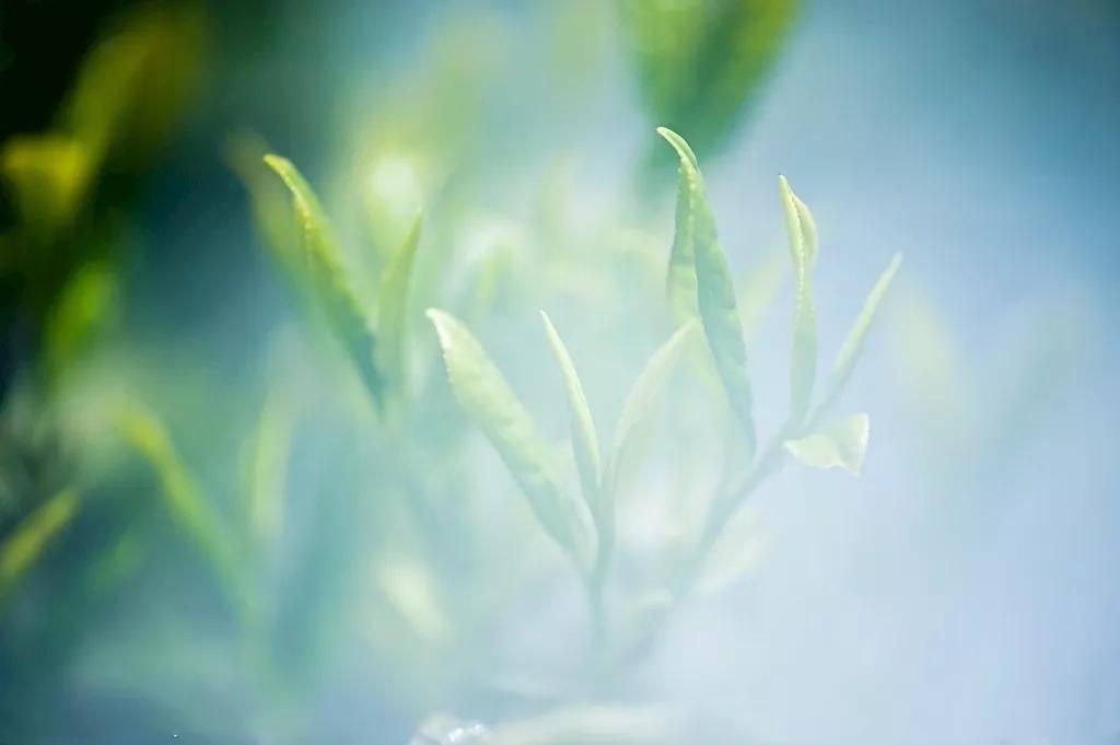 普洱生茶放几年才好喝,普洱生茶放十年会变松吗